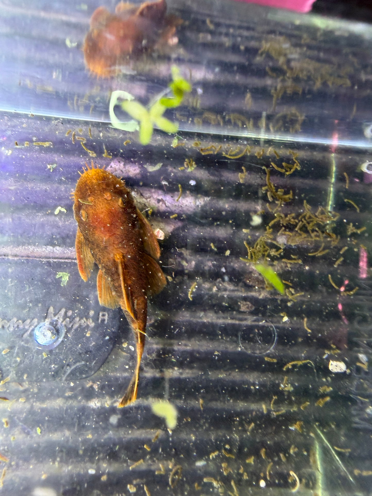 Calicou red bristlenose pair wysiwyg