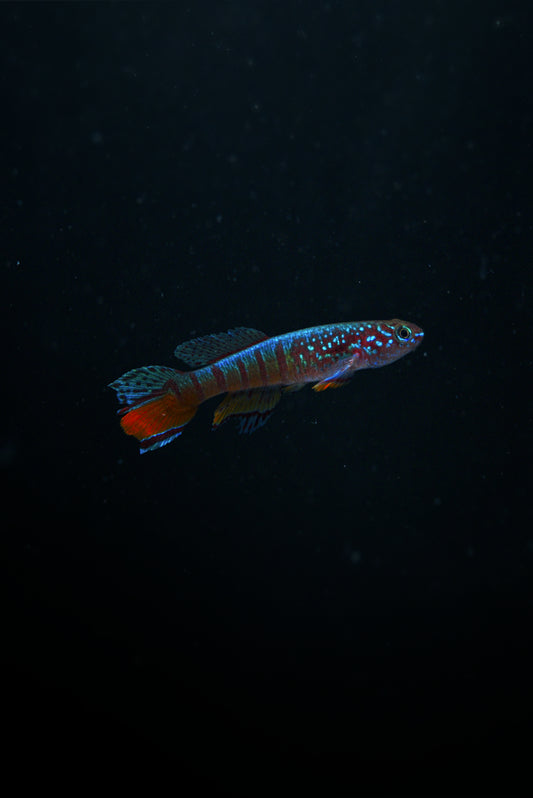 RARE KILLIFISH Pair Fundulopanchax sjoestedti RED DWARF  Gularis 1m/1f