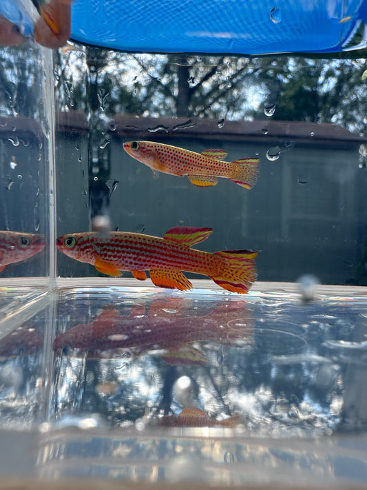 Pair of Aphyosemion striatum lamberene