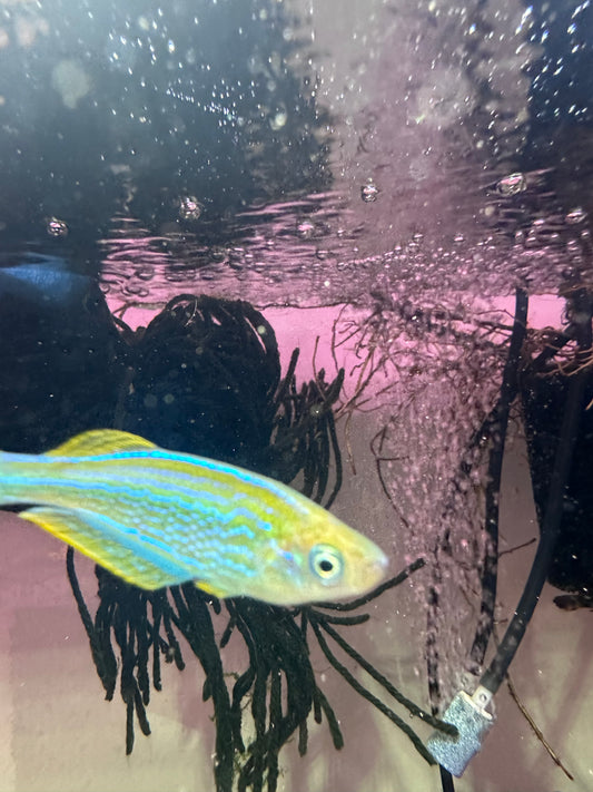 Lamprichthys tanganicanus The Tanganyikan Killifish 12 Eggs
