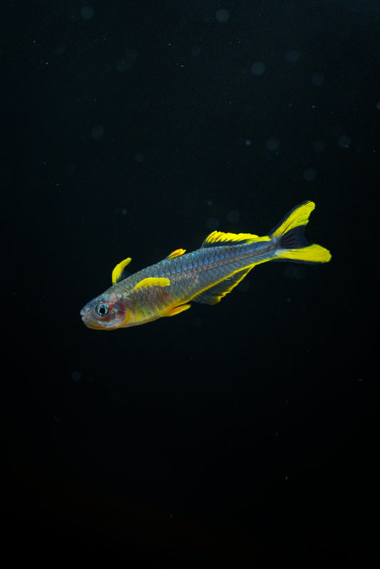 Group of 6 Pseudomugil furcatus blue eyed forktailed rainbow fish 1/2”-3/4”