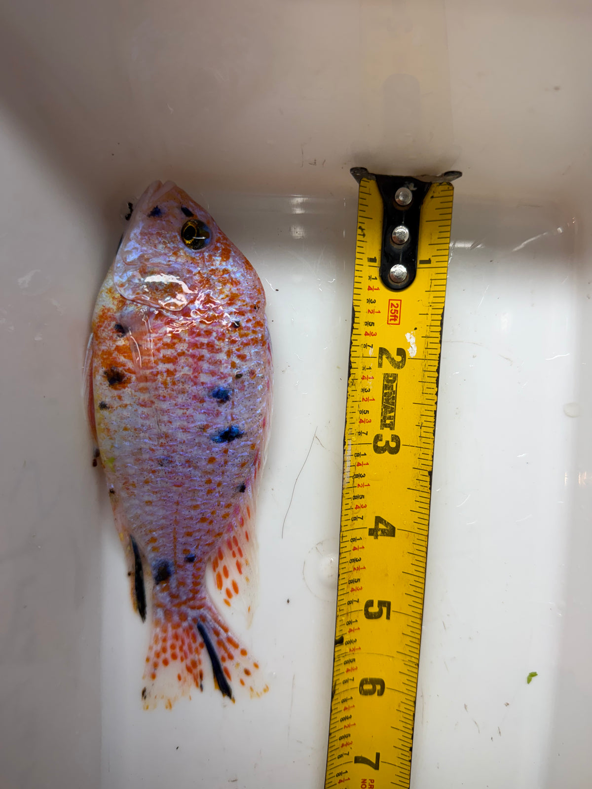 WYSIWYG 6” male OB PEACOCK AFRICAN CICHLID