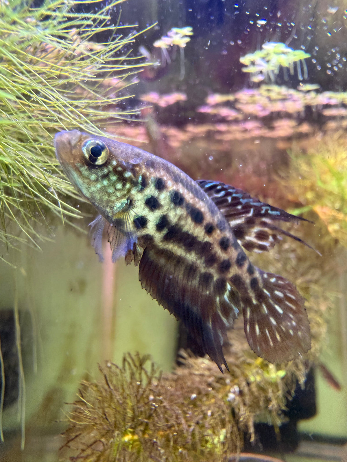 Ophthalmolebias constanciae
Killifish for Sale | Captive Bred Annual Killifish pair