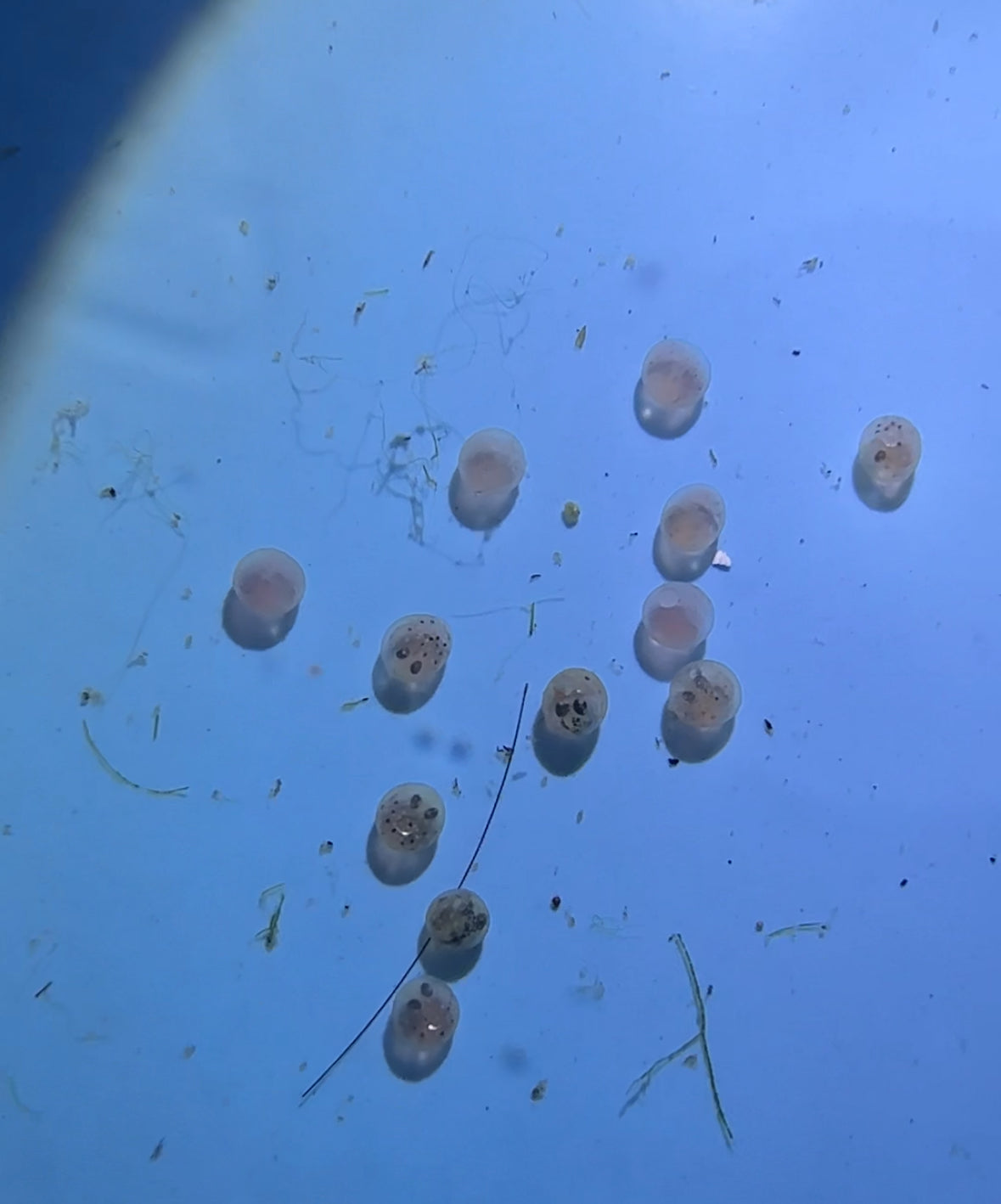 Lamprichthys tanganicanus The Tanganyikan Killifish 12 Eggs