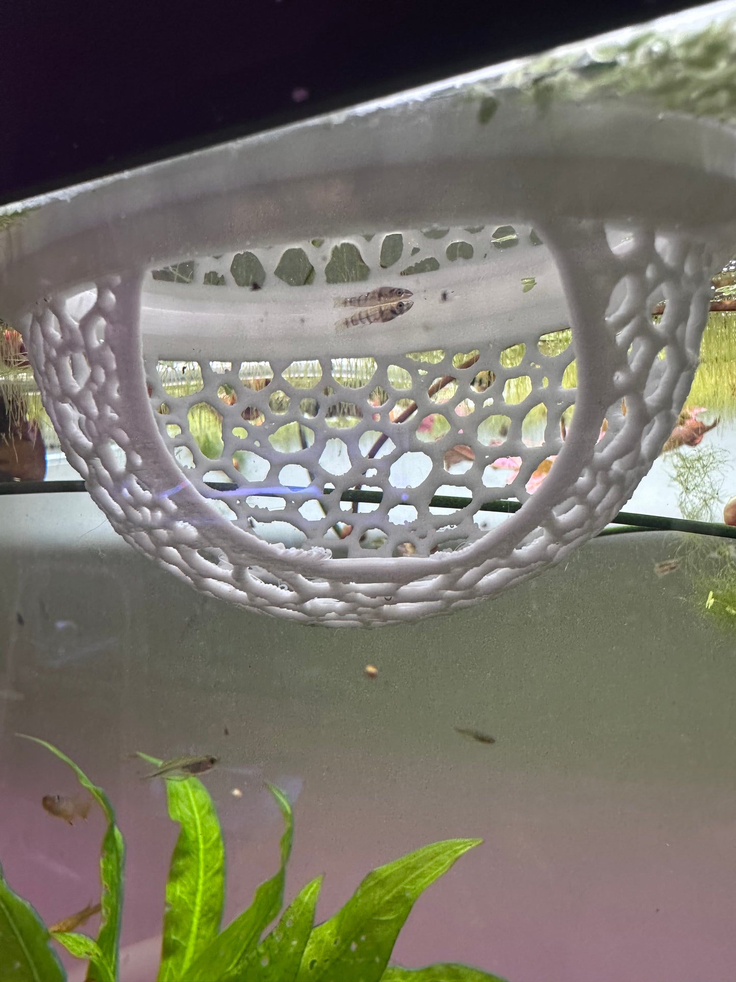 2 Floating Fry Caves FREE SHIPPING