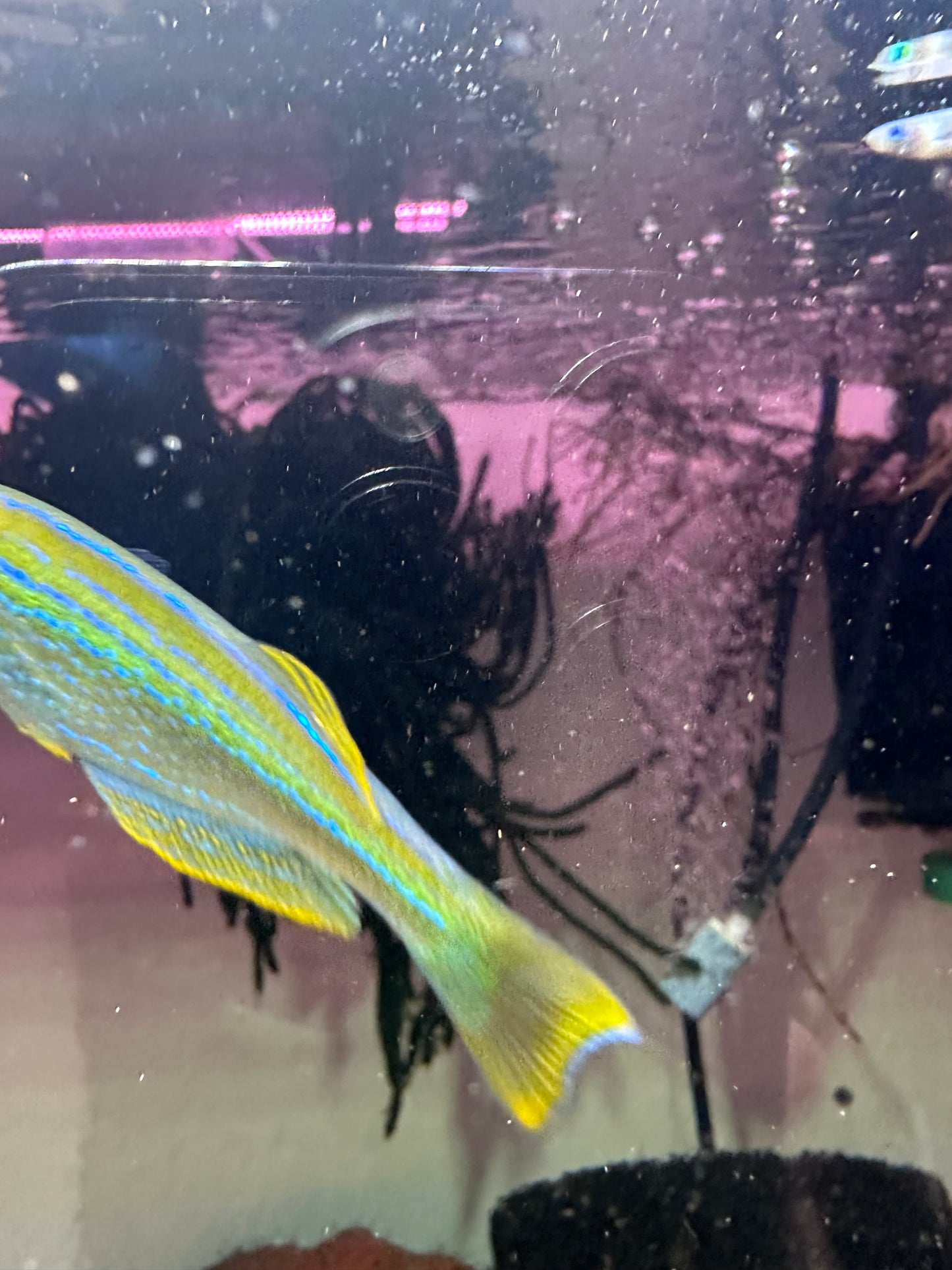 Lamprichthys tanganicanus The Tanganyikan Killifish 12 Eggs