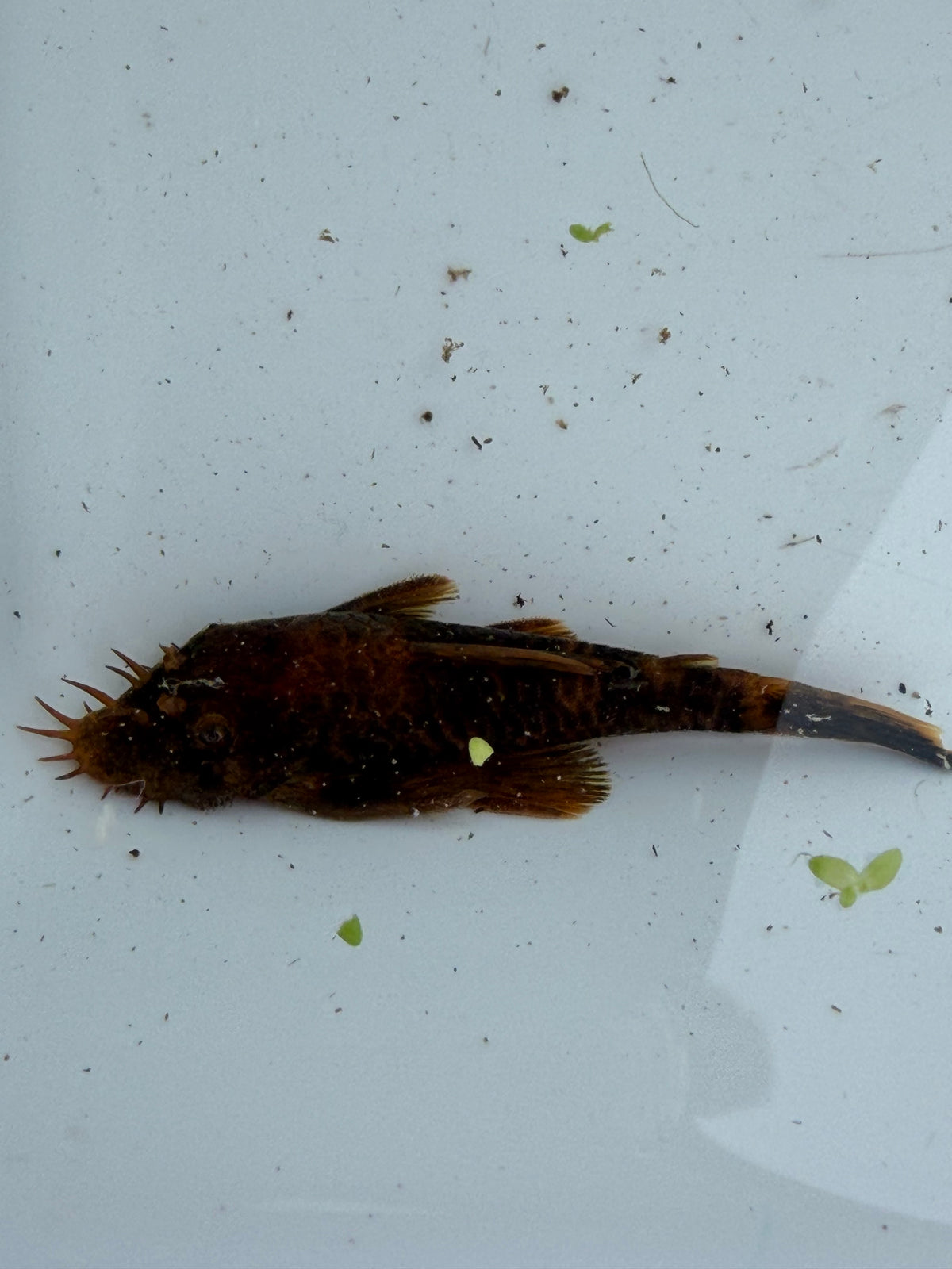 WYSIWYG Calicou red bristlenose PLECO trio 1 male and 2 females 3”