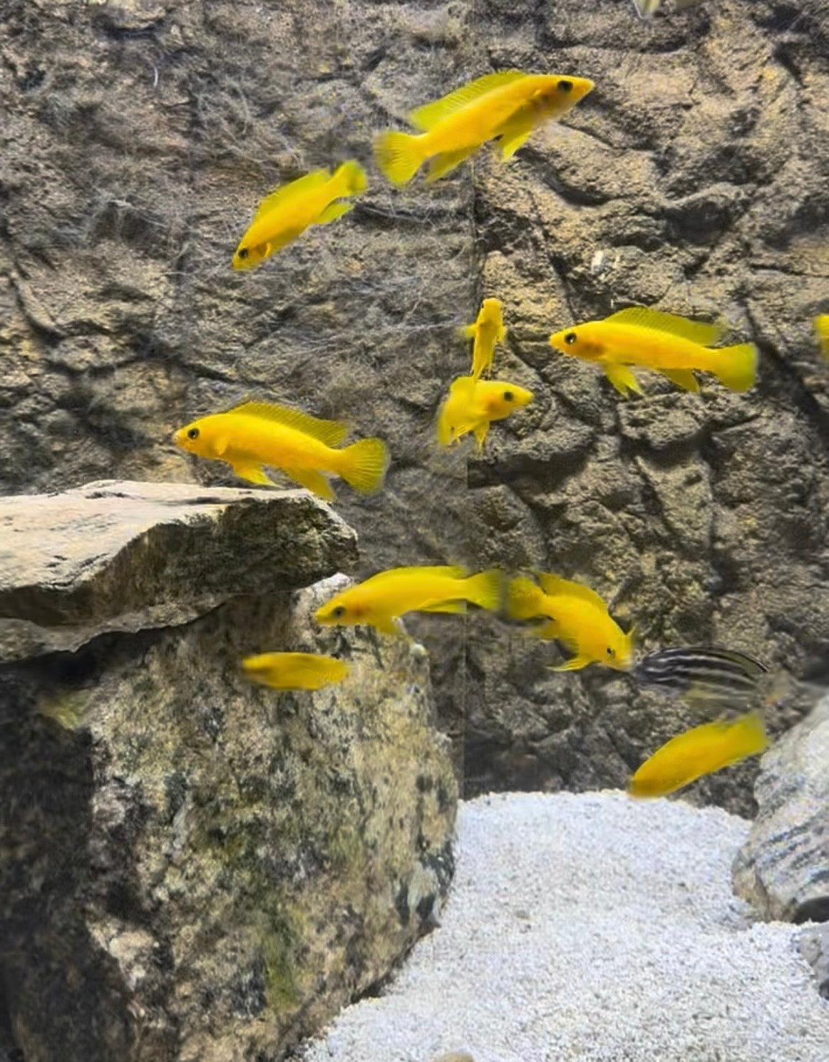 Yellow neolamprologus leleupi fish swimming in an aquarium with rocks and gravel.