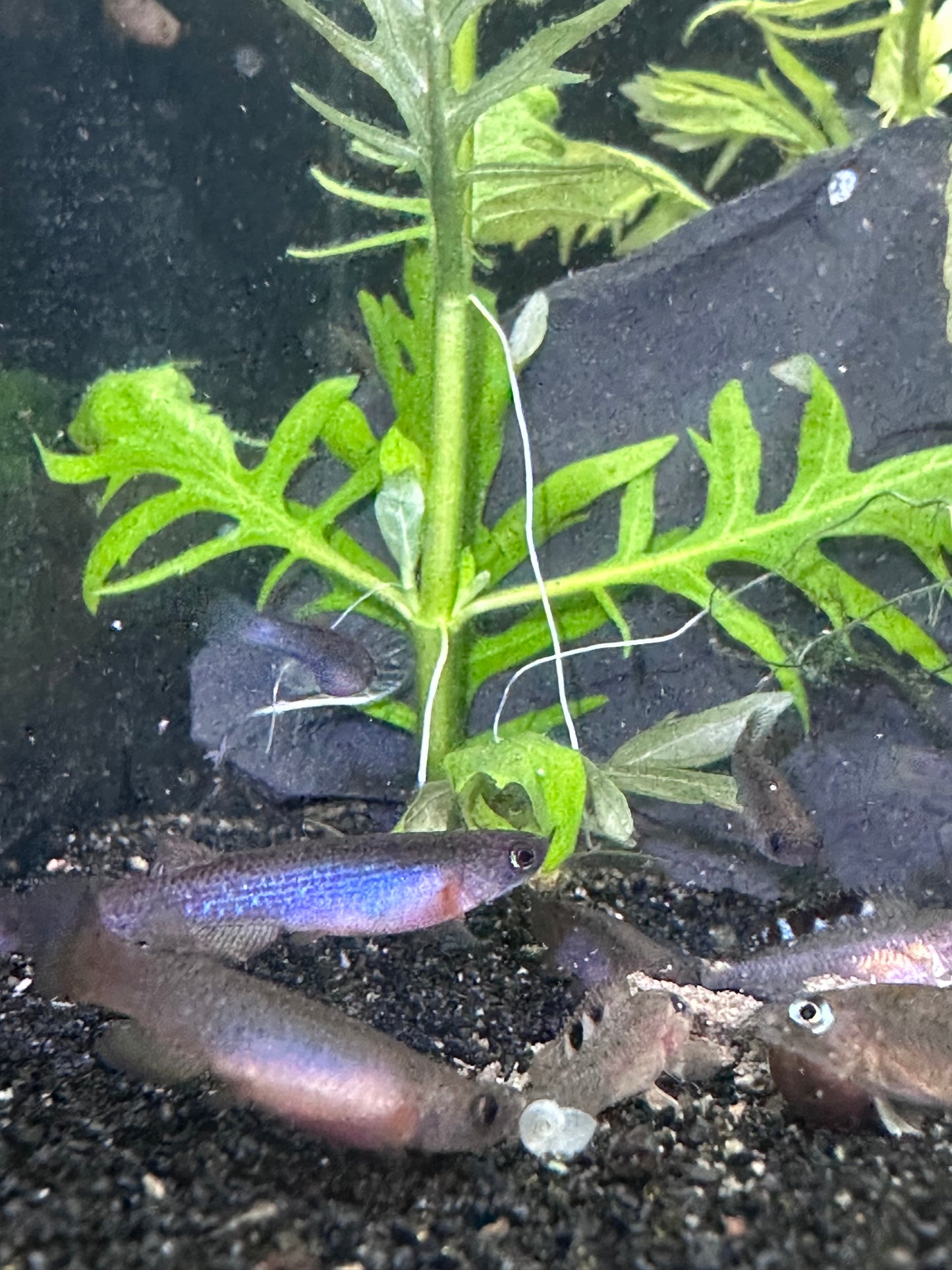 Rivulus sp. Colombia 08/28