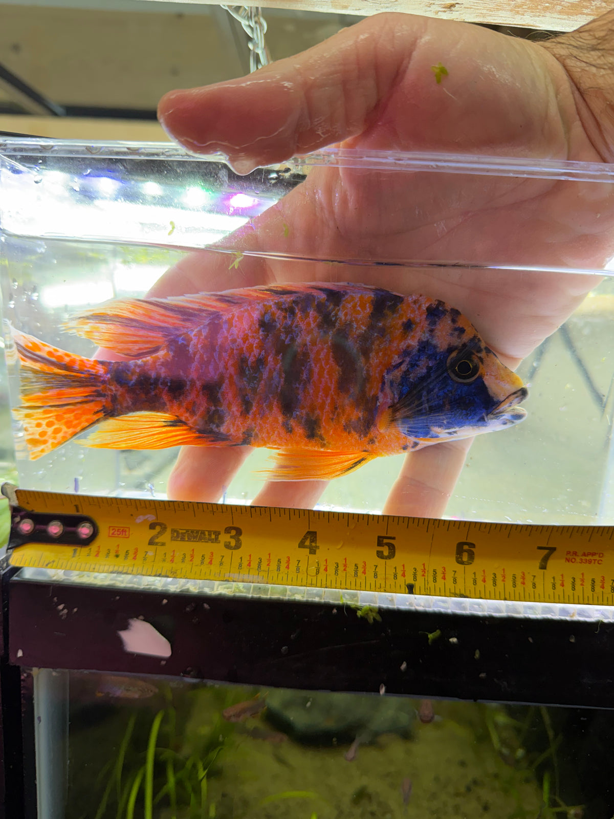 WYSIWYG 7” ob peacock African cichlid