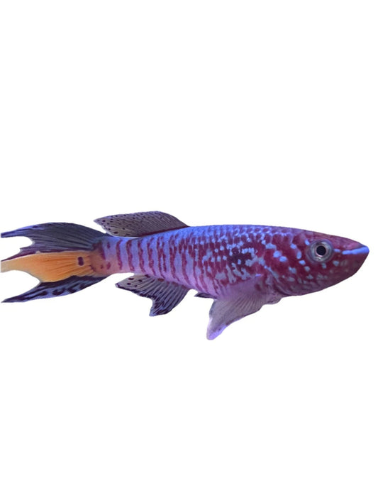 RARE KILLIFISH Pair Fundulopanchax sjoestedti Blue Gularis 1m/1f  2.5”-3”