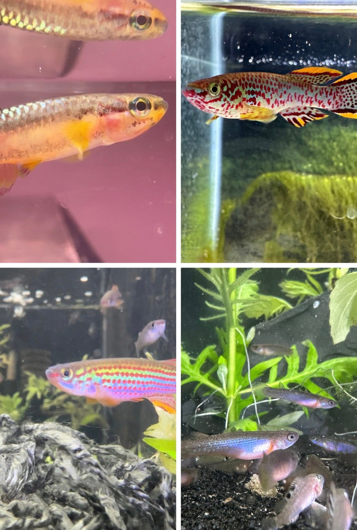 Killifish breeder bundle 4 species FREE SHIPPING