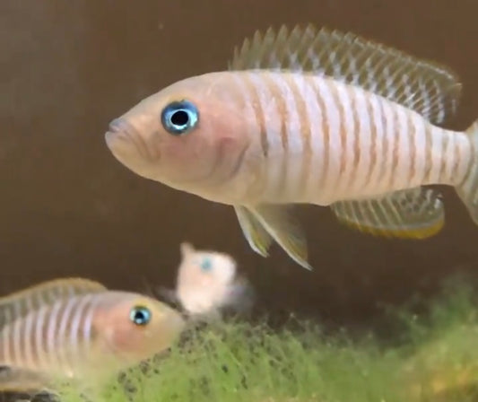 Neolamprologus multifaciatus shell dwellers group of 6
