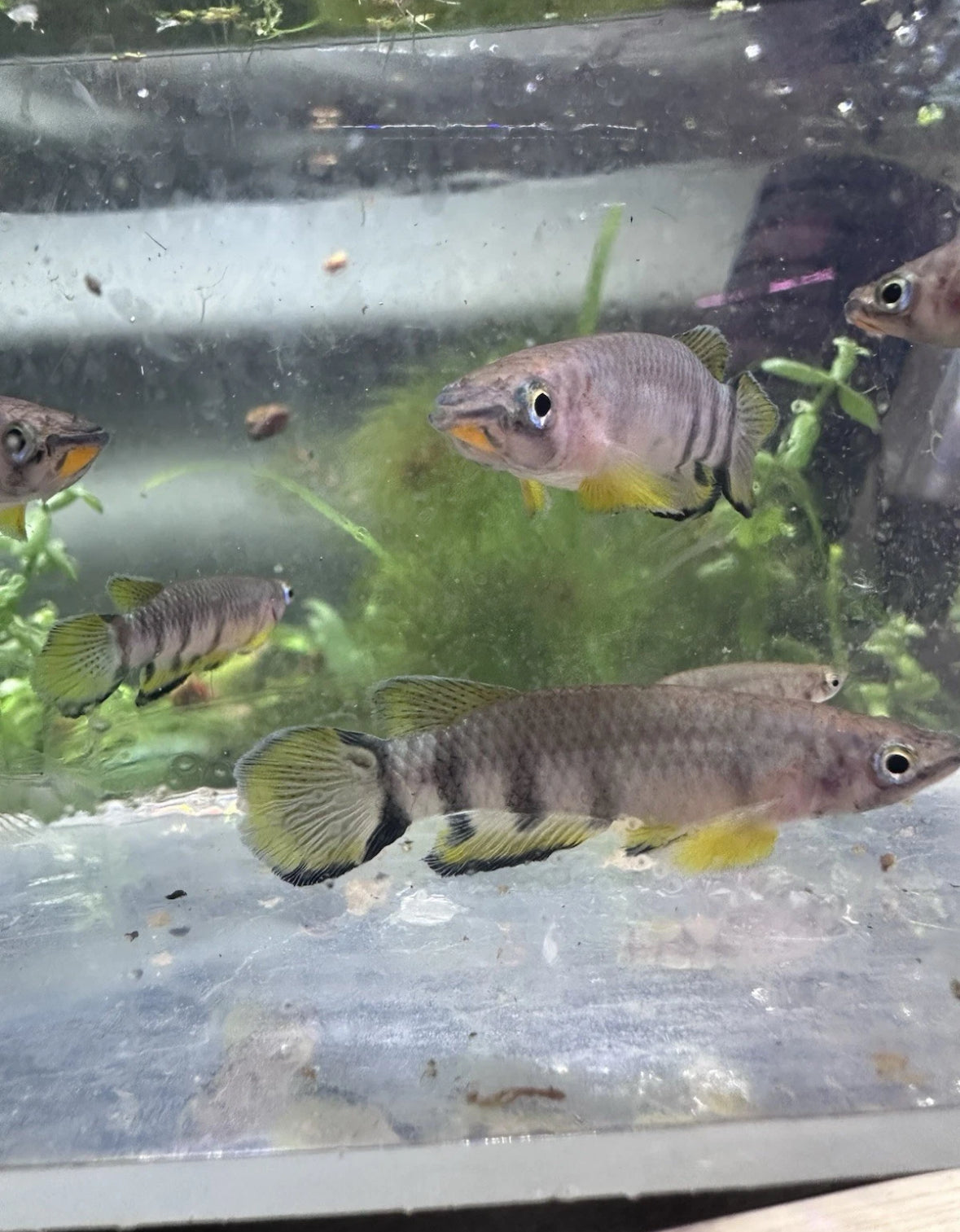 Epiplatys Dageti Red Chin Panchax Killifish group of 6