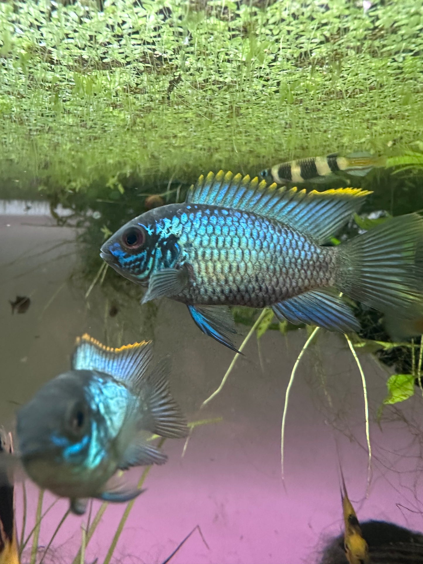 Electric Blue Acara group of 10