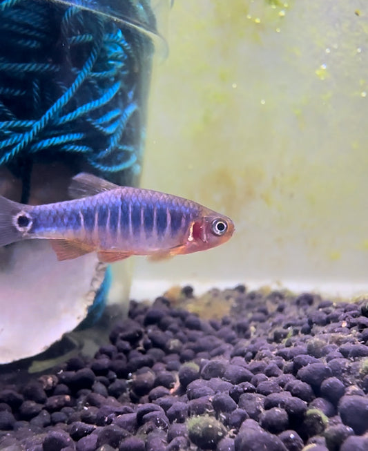 Group of 6 emerald dwarf rasboras unsexed adults