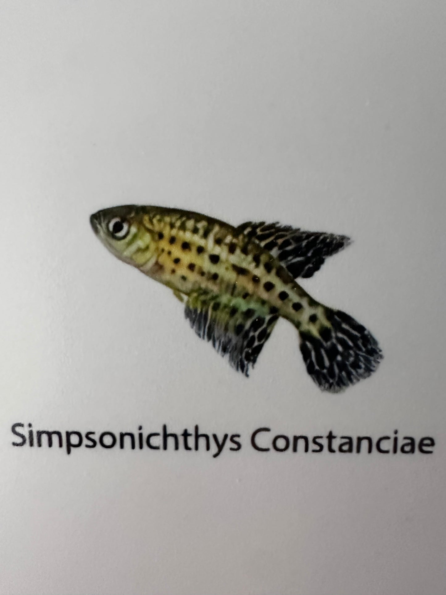 Simpsonichthys constanciae
Killifish for Sale | Captive Bred Annual Killifish