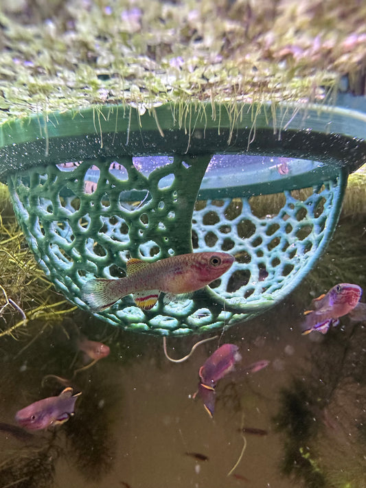 2 Floating Fry Caves FREE SHIPPING