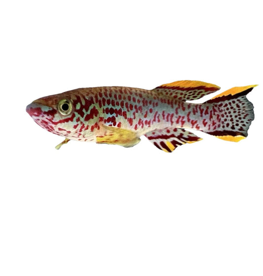 Fundulopanchax Gardneri pair 1”-1.5” killifish