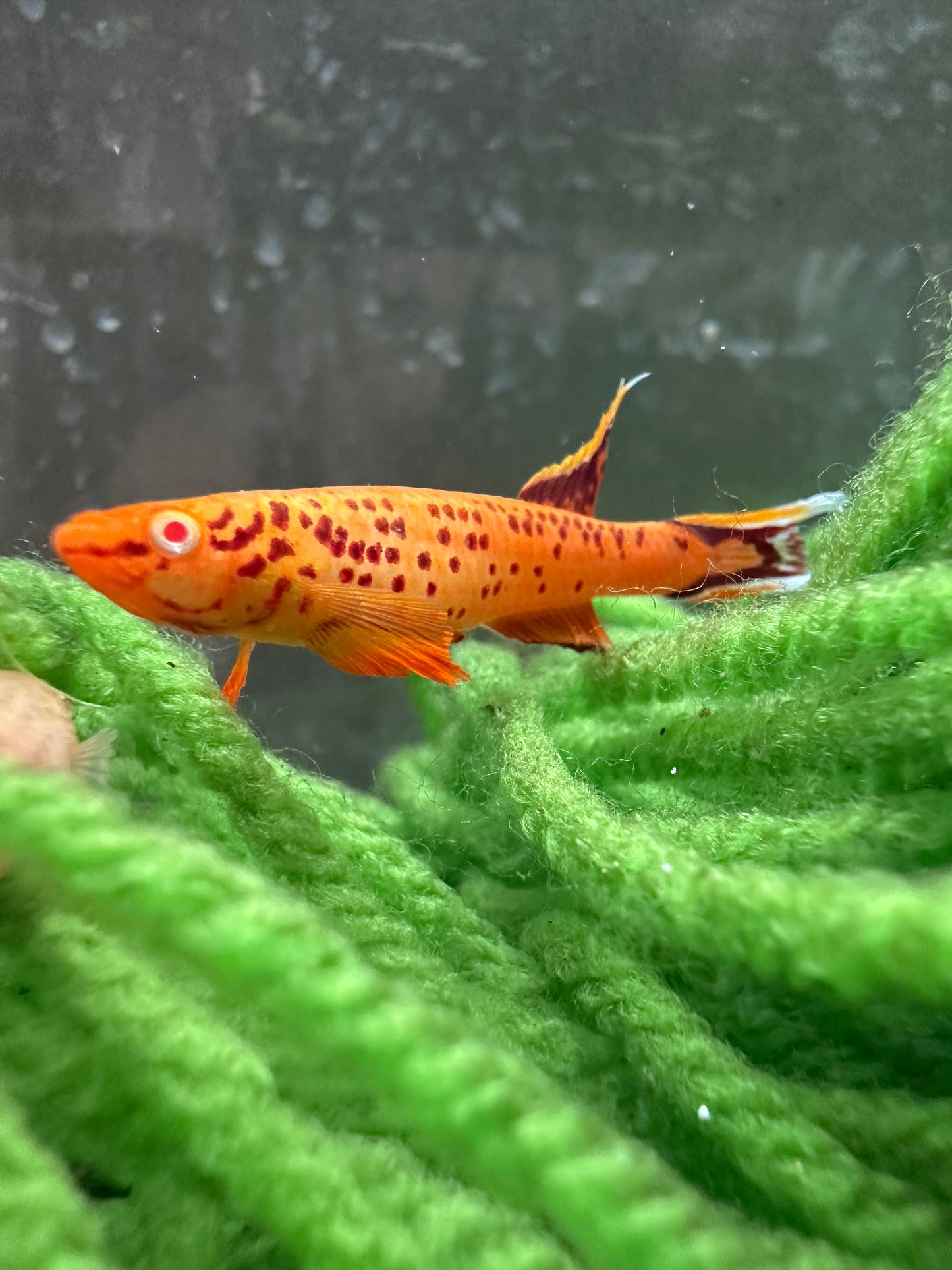 Albino Aphyosemion Australe Killifish 12 fertilized eggs