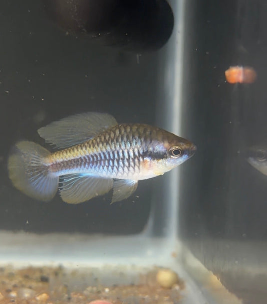 Cubanichthys pengelleyi