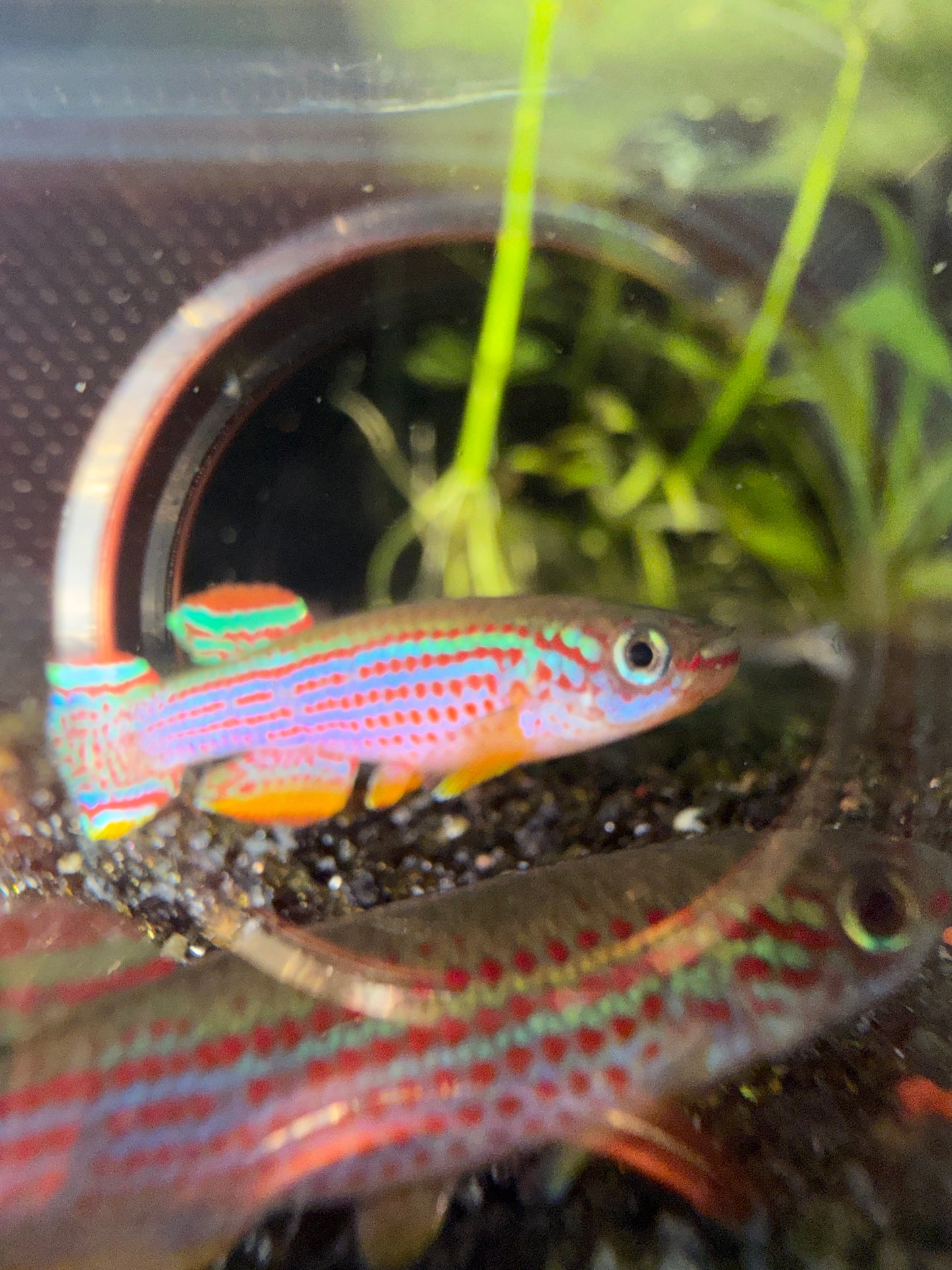 Aphyosemion striatum lambarene trio
