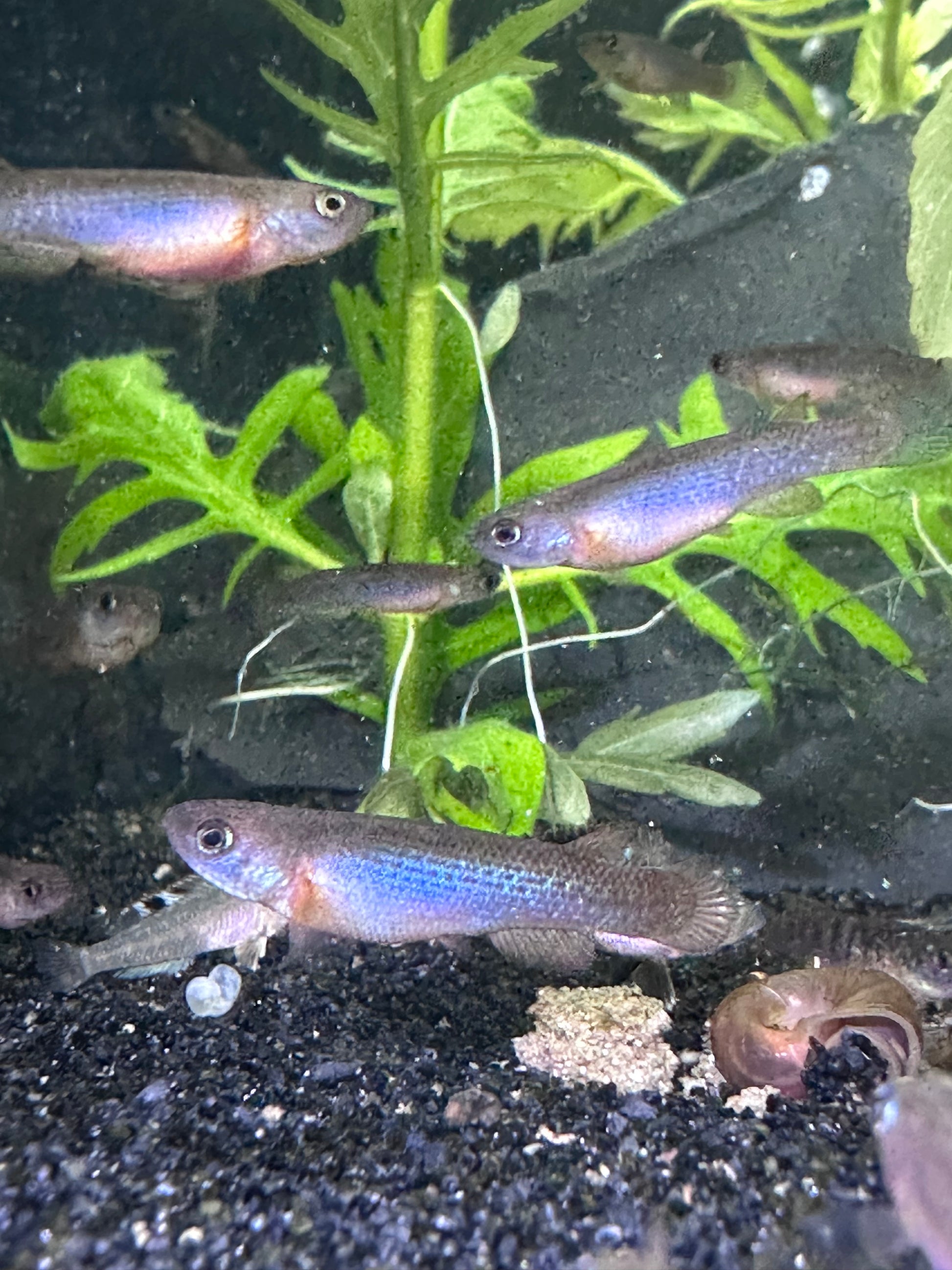 Rivulus sp. Colombia 08/28