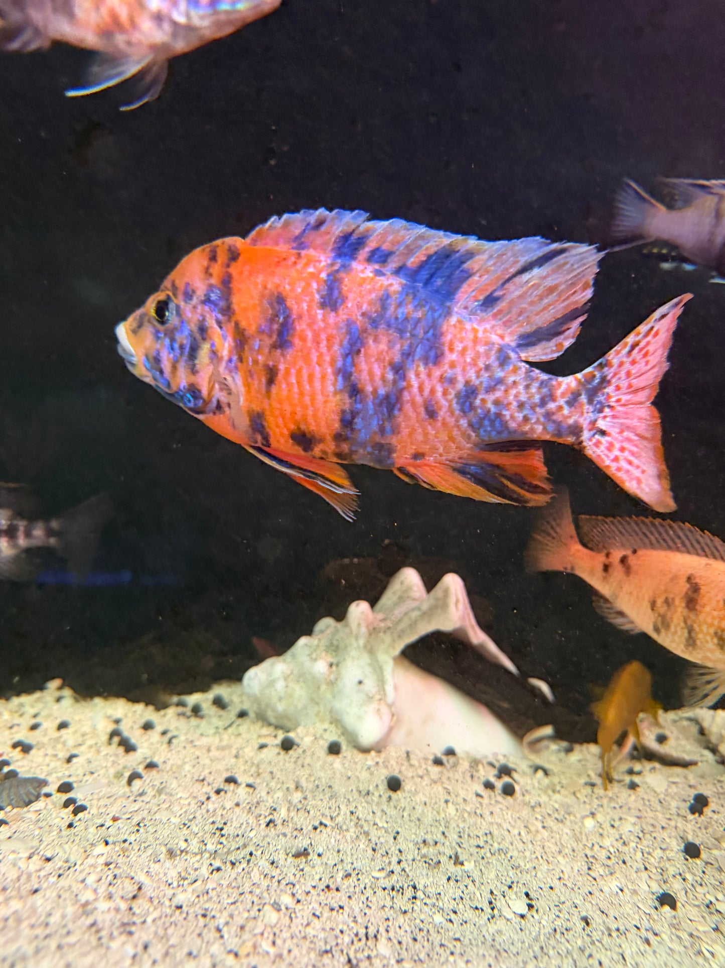 OB Peacock Pink Blue Raspberry fry 12 pack 1/2-3/4” African cichlid tank starter.
