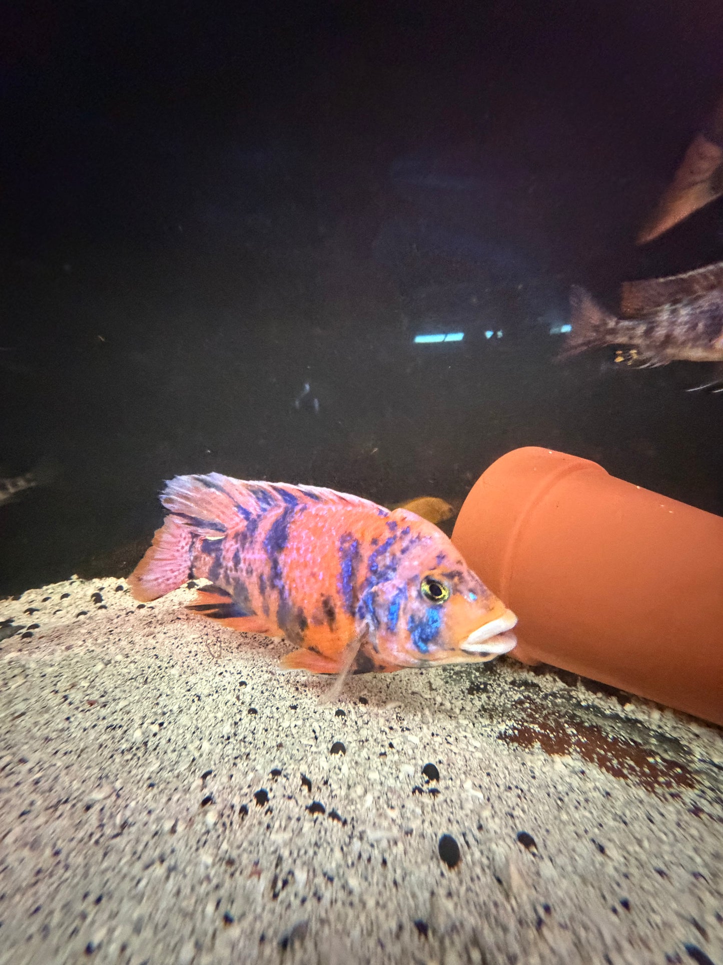 OB Peacock Pink Blue Raspberry fry 12 pack 1/2-3/4” African cichlid tank starter.