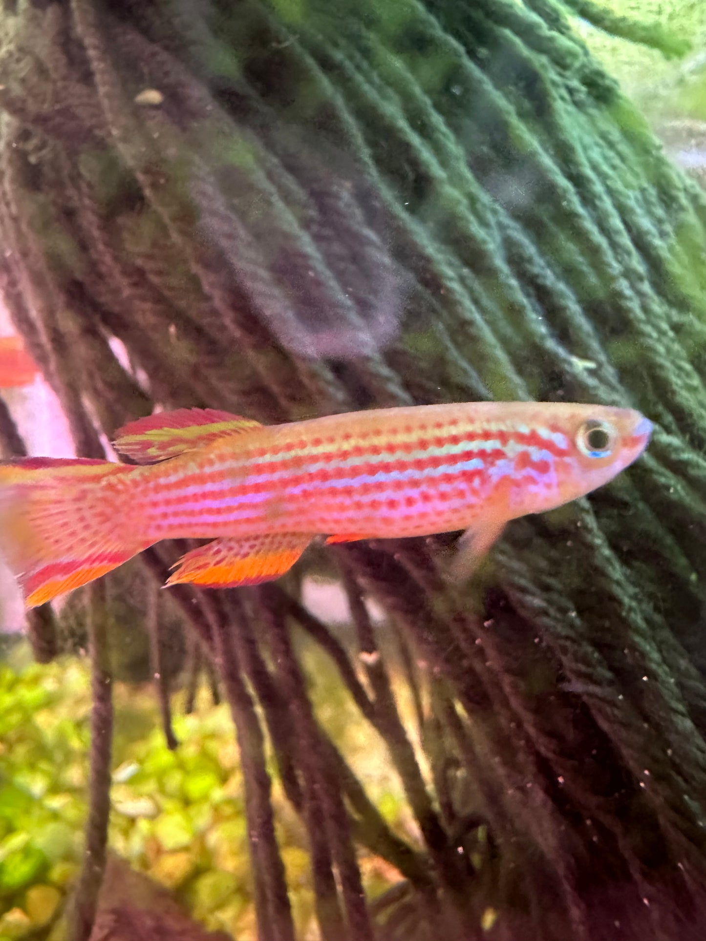 Pair of Aphyosemion striatum lamberene