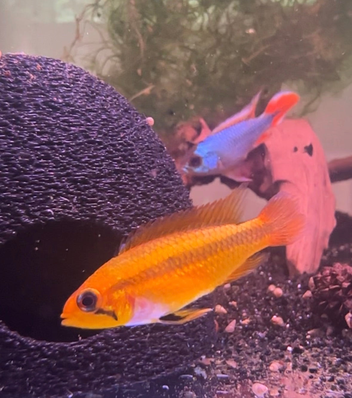 “The safe cave” apistogramma cave fish cave small FREE SHIPPING