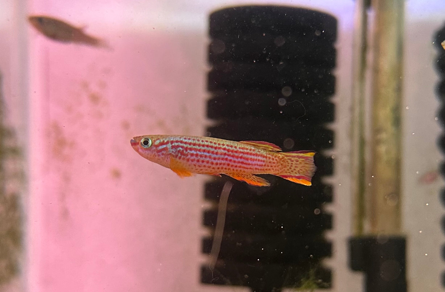 Pair of Aphyosemion striatum lamberene