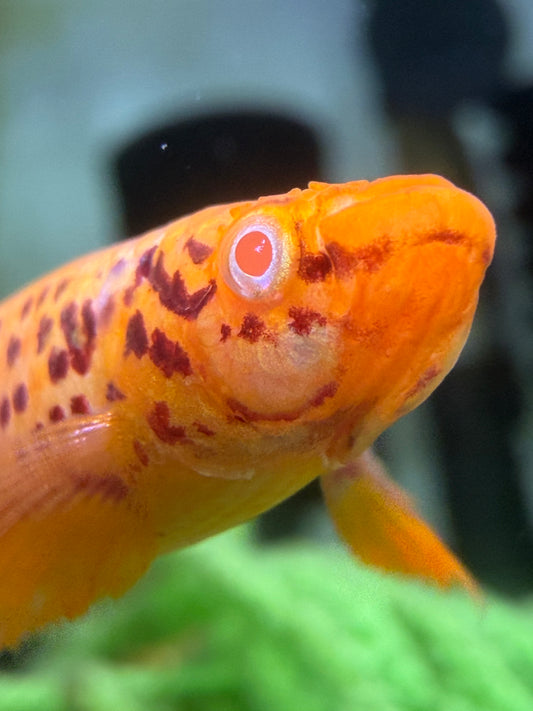 Albino Aphyosemion Australe Killifish TRIO 1m/2f