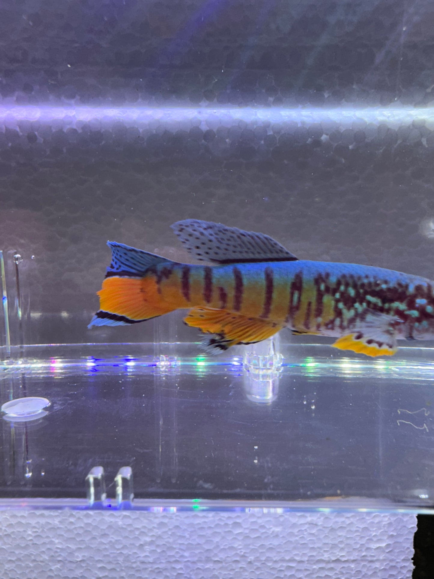Fundulopanchax sjoestedti blue gularis dwarf red trio
