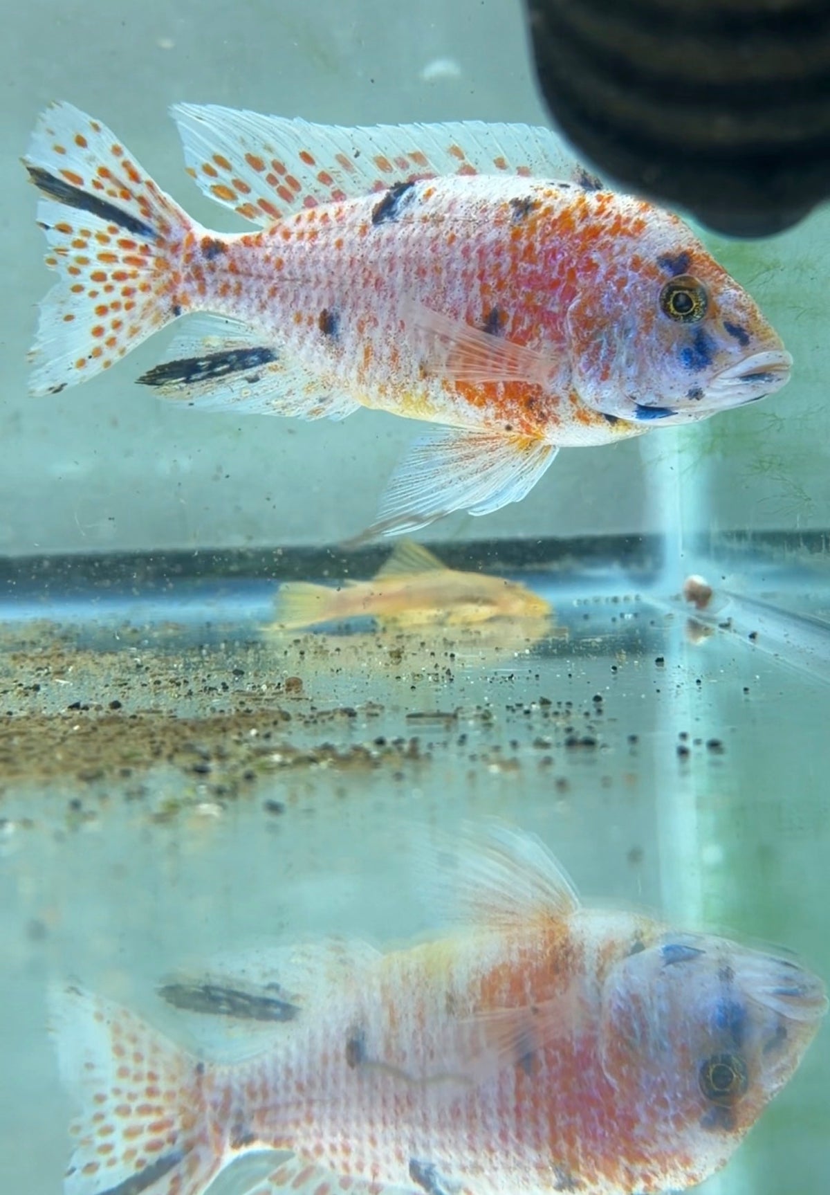 WYSIWYG 6” male OB PEACOCK AFRICAN CICHLID