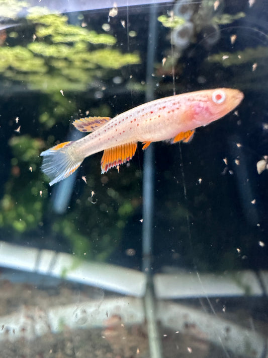 Albino Aphyosemion Australe Killifish Pair