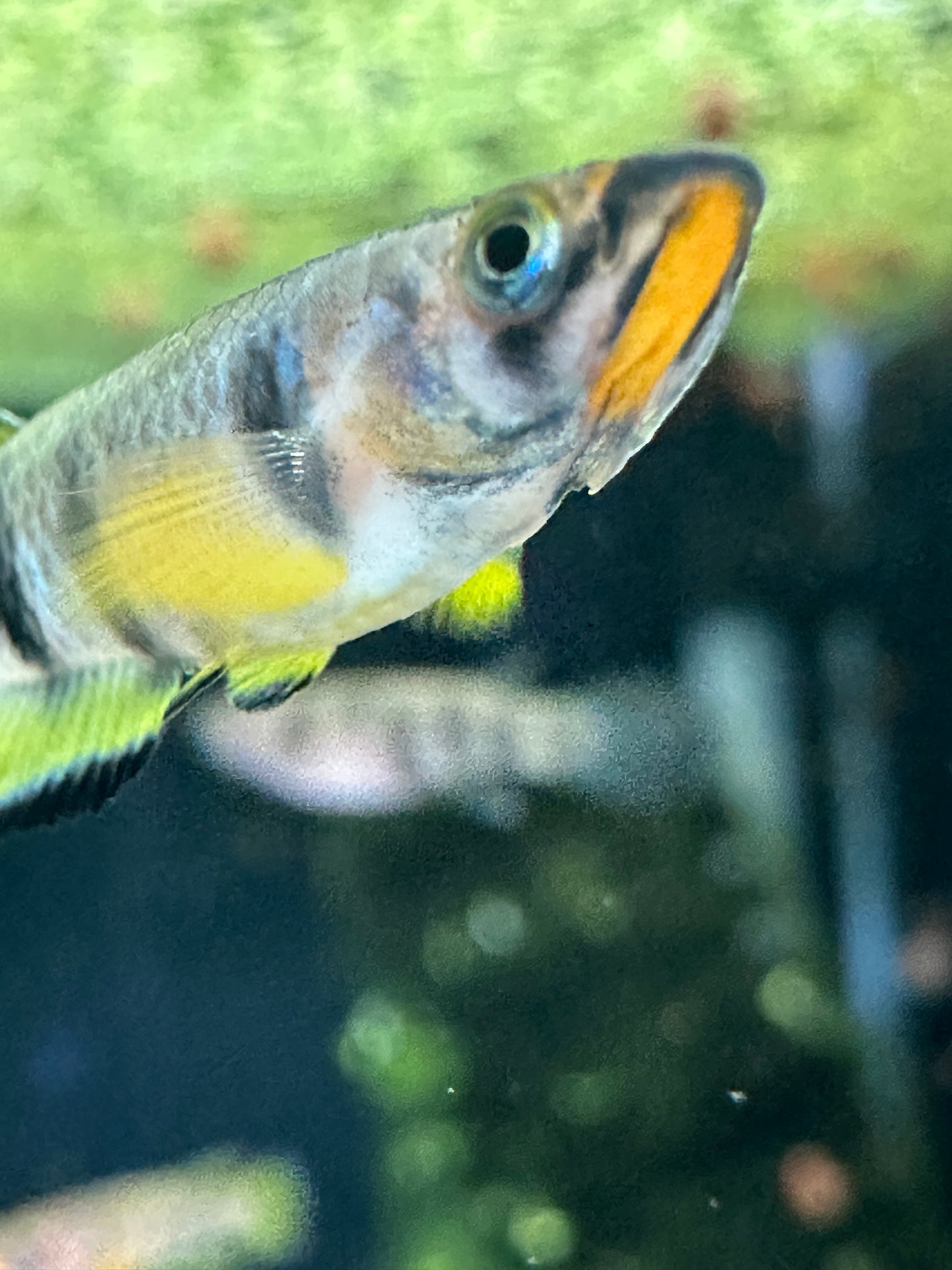 Epiplatys dageti – Peaceful Live Killifish for Freshwater Aquariums Pair