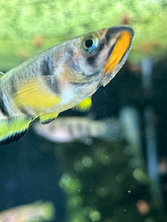 Epiplatys dageti trio 1m/2f
