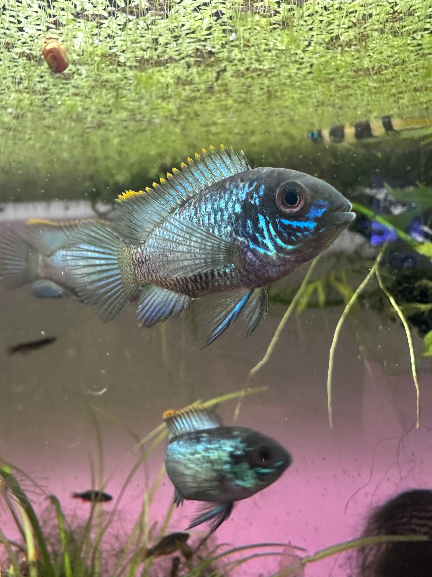 Electric Blue Acara Group of 2
