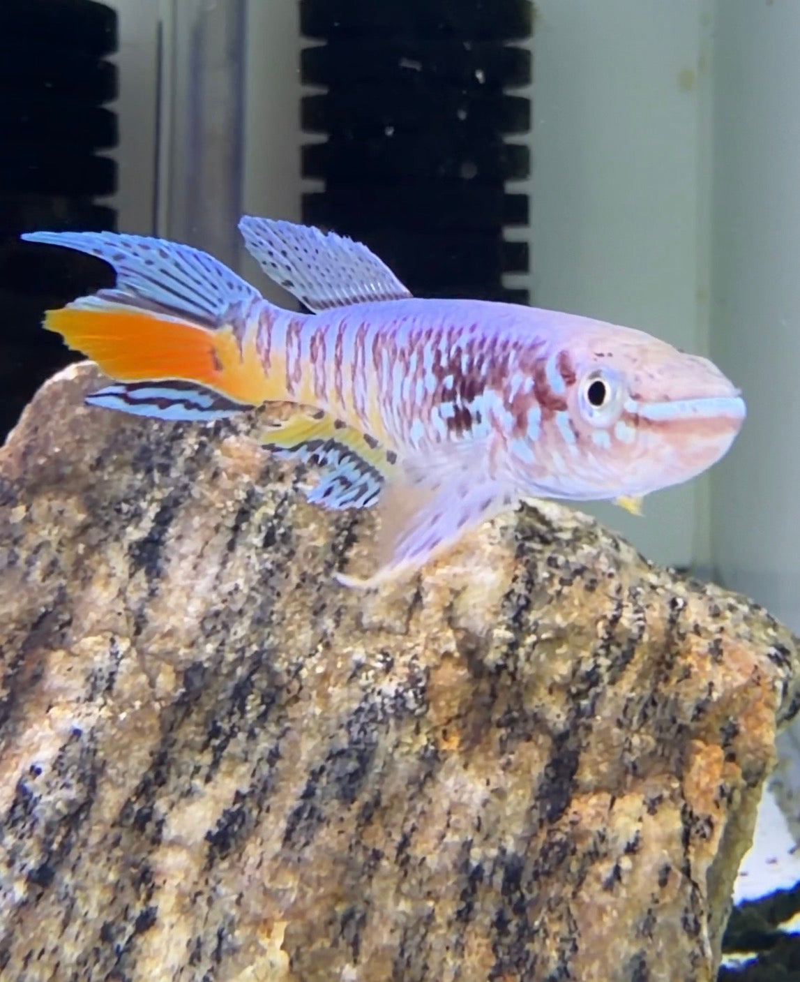 WYSIWYG Blue gularis “Orange Aquatics strain” premium male