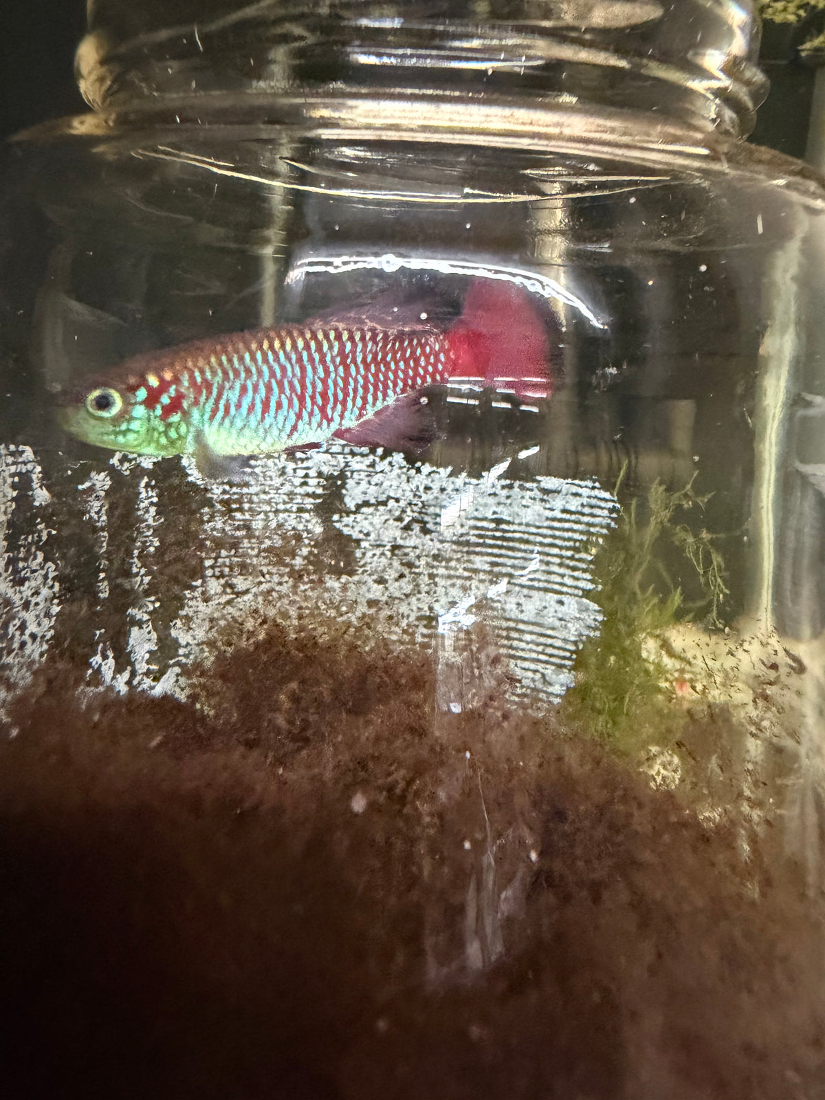 Nothobranchius Guentheri Zanzibar TRIO
