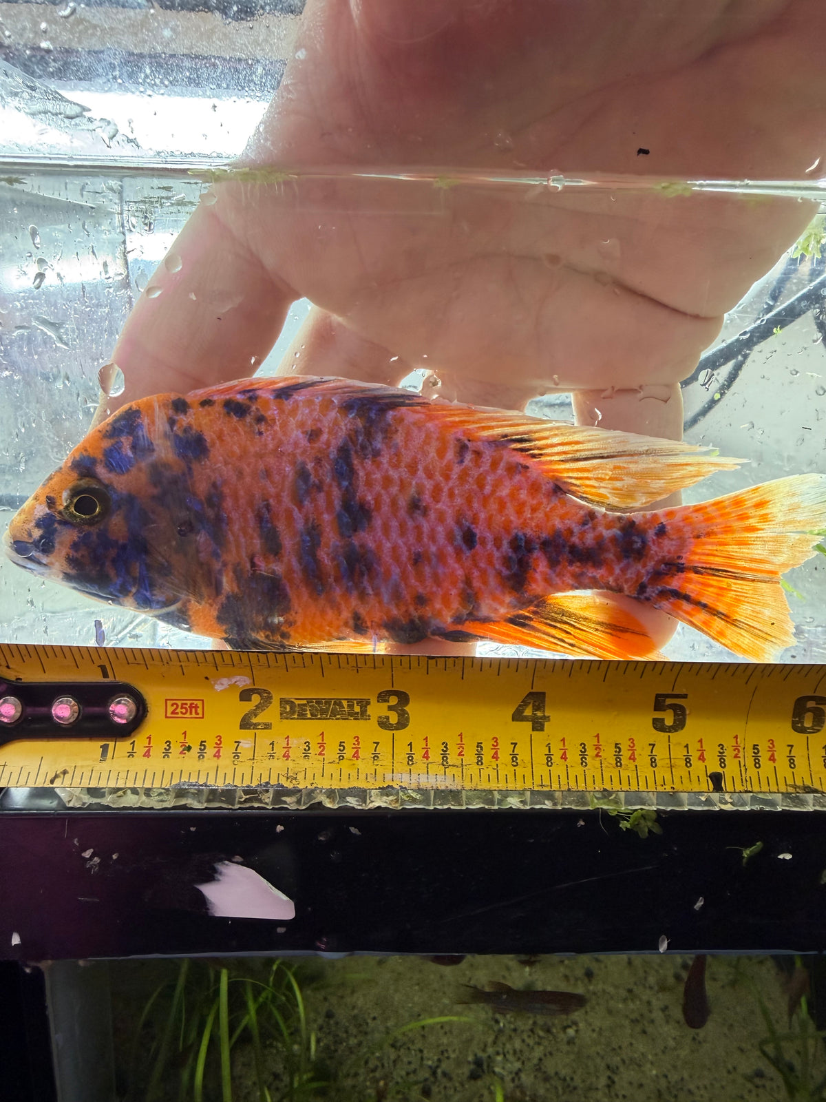WYSIWYG 6” OB PEACOCK MALE AFRICAN CICHLID