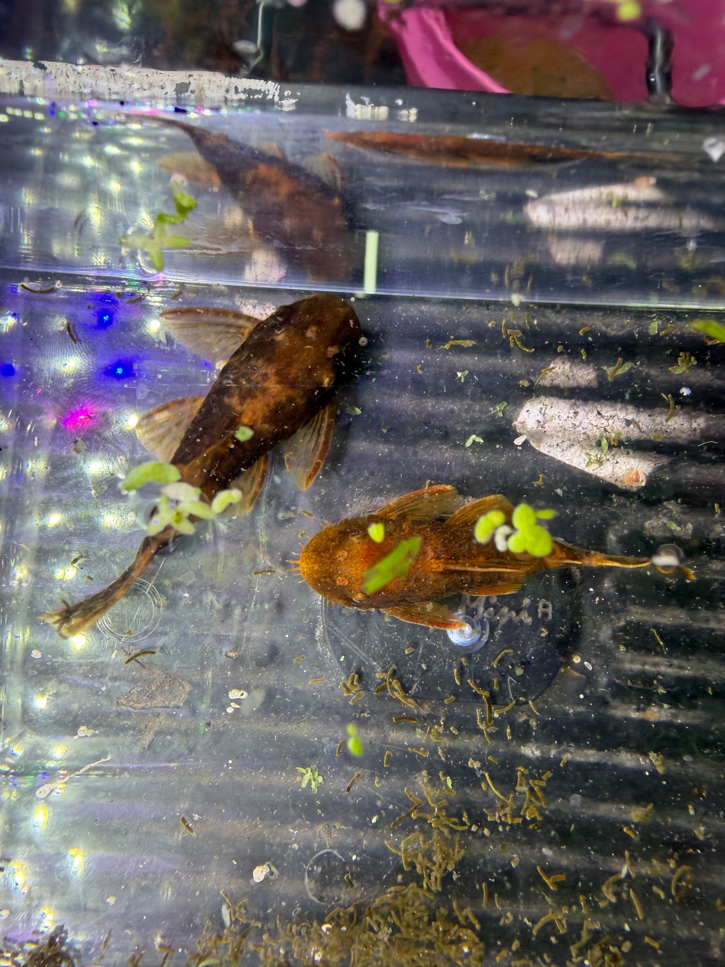 Calicou red bristlenose pair wysiwyg