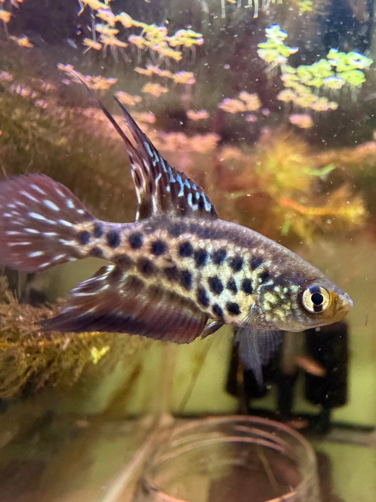 Ophthalmolebias constanciae
 Killifish for Sale | Captive Bred Annual Killifish pair