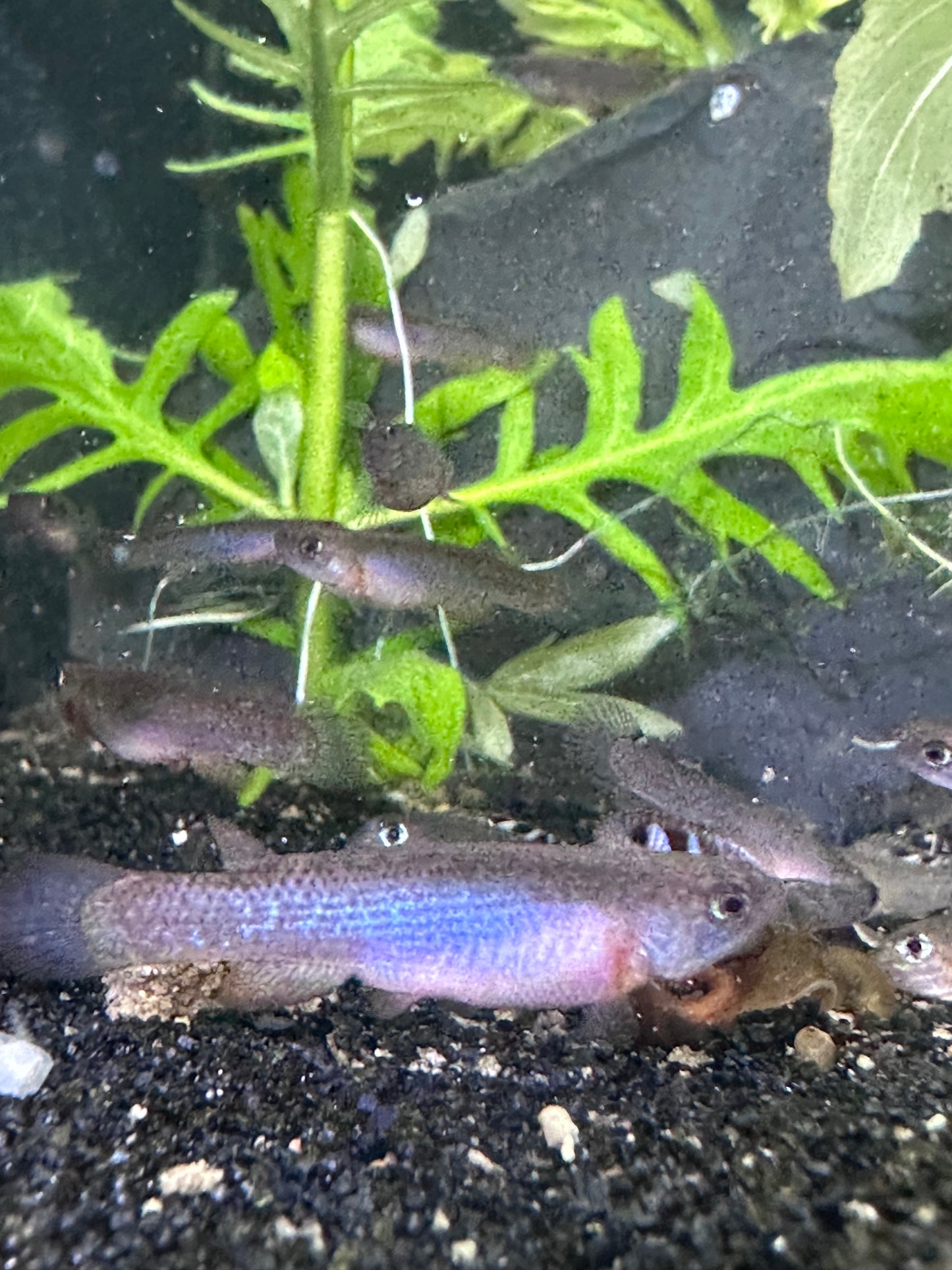 Rivulus sp. Colombia 08/28
