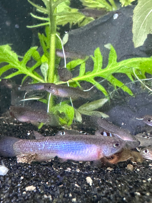 Rivulus sp. Colombia 08/28