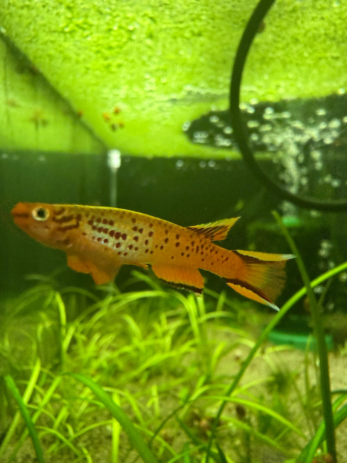 Aphyosemion australe – Orange Lyretail Killifish for Freshwater Aquariums Pair