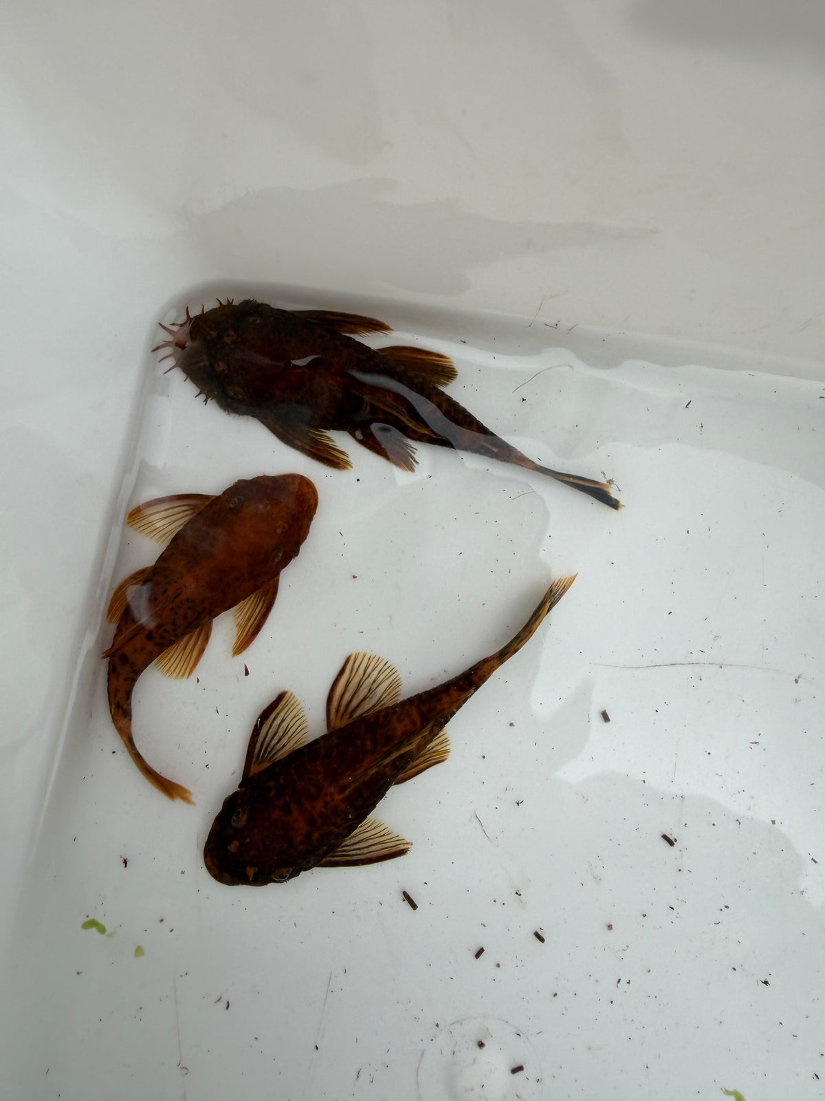 WYSIWYG Calicou red bristlenose PLECO trio 1 male and 2 females 3”