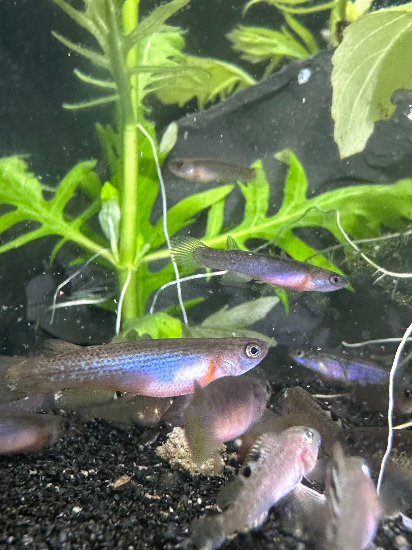 Rivulus sp. Colombia 08/28