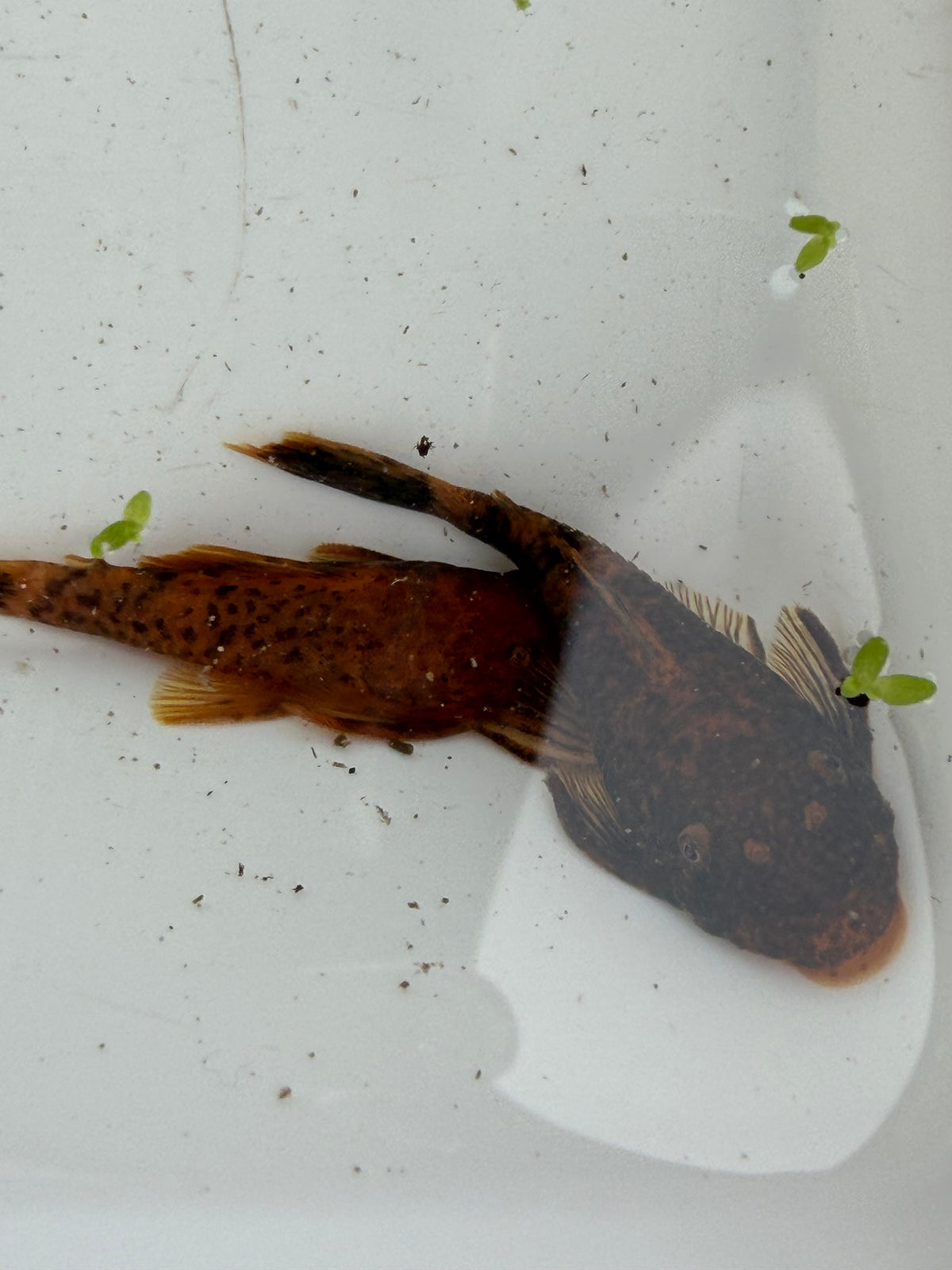 WYSIWYG Calicou red bristlenose PLECO trio 1 male and 2 females 3”